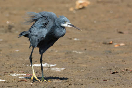 A Western Reef Heron  Egretta gularis  having a good shakeの写真素材