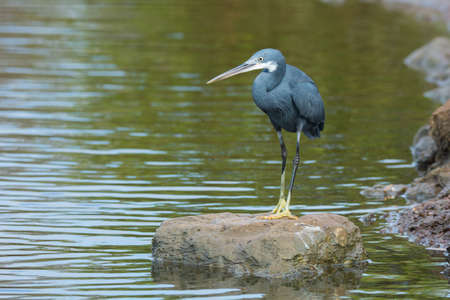 A Western Reef Heron  Egretta gularis  standing on a rock surrounded by waterの写真素材