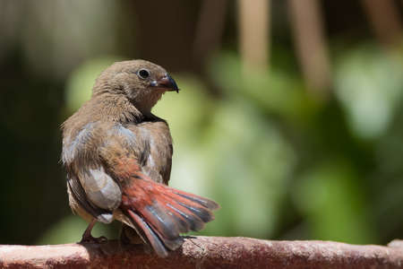 Young Red-billed Firefinch  Lagonosticta senegala  with unusual crossed beakの写真素材