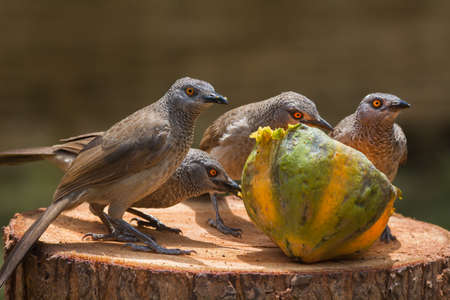 A Brown Babbler family Turdoides plebejus  investigating a papaya
