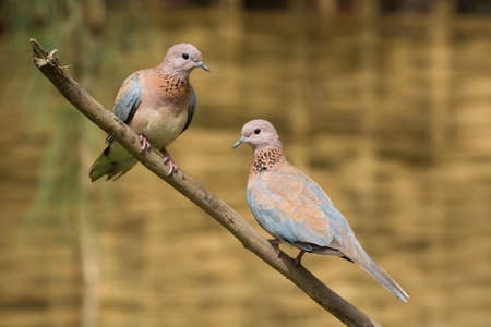 Laughing Dove  Stretopelia senegalensis  couple together on a branchの写真素材
