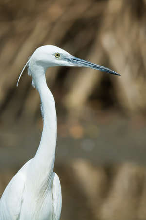 A portrait of a white Western Reef Heron  Egretta gularis 