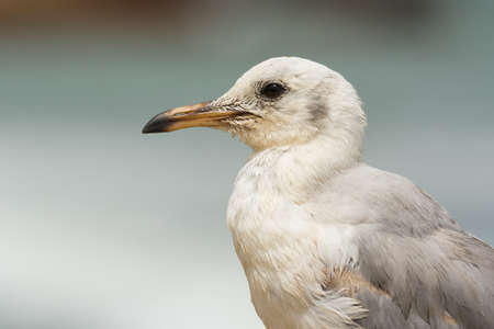 A very detailed portrait of a young Grey-Headed Gull  Larus cirrocephalus の写真素材