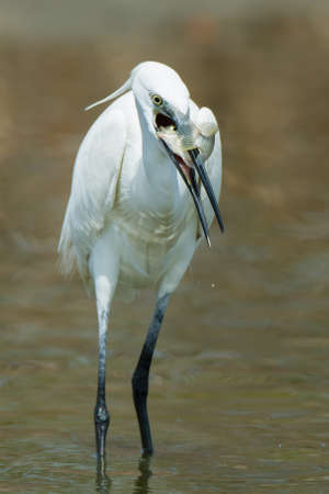 A white Western Reef Heron  Egretta gularis  with a freshly caught fishの写真素材