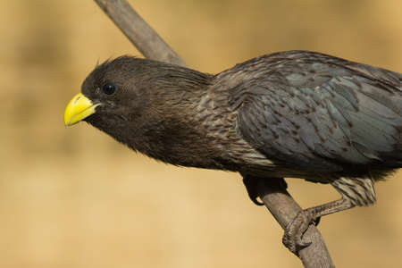 Portrait of a Western-Grey Plantain-Eater  Crinifer piscator の写真素材