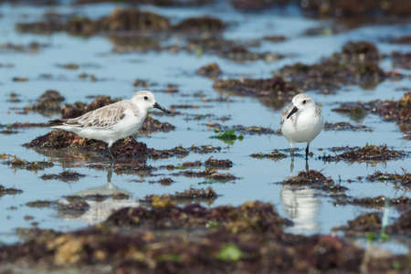 2 Sanderlings  Caladris alba  standing on a seaweed strewn beachの写真素材