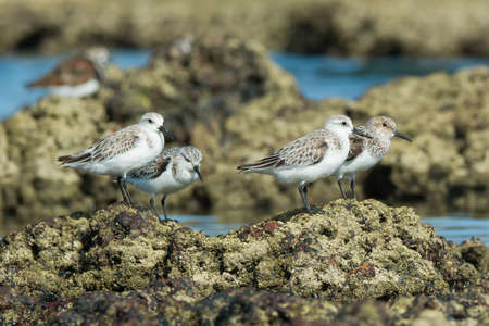 4 Sanderling  Caladris alba  standing on barnacle covered rocks at low tideの写真素材