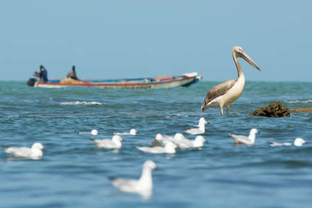 A Great White Pelican  Pelecanus onocrotalus  standing in the ocean as a boat passes byの写真素材