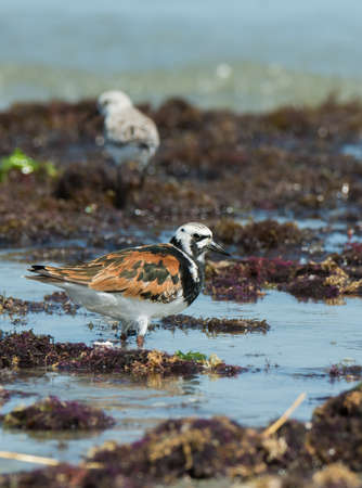 A Ruddy Turnstone  Arenaria interpres  wading amongst seaweedの写真素材