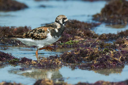 A Ruddy Turnstone  Arenaria interpres  wading amongst seaweedの写真素材