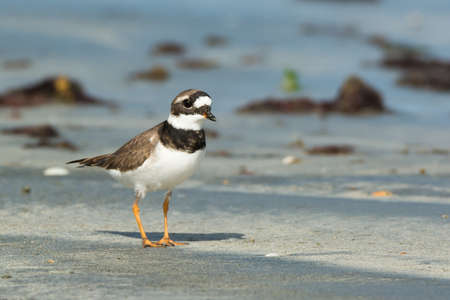 A smart looking Ringed Plover  Charadrius hiaticula  on the beach