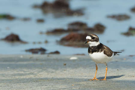 Adorable Ringed Plover  Chadrius hiaticula  on the beach