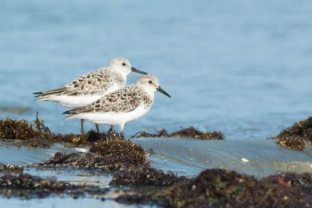 Two Sanderling  Caladris alba  standing on seaweed with the tide coming inの写真素材