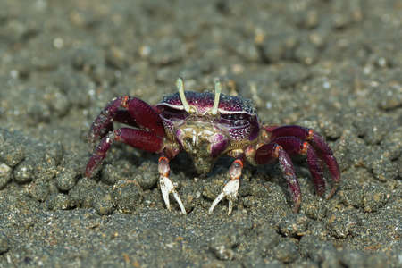Female purple Fiddler Crab from West africa filtering sandの写真素材