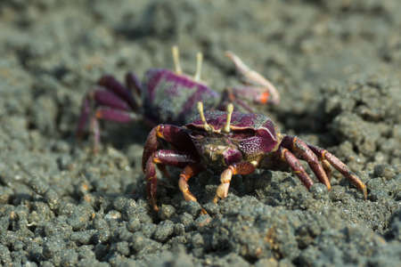 Female purple Fiddler Crab from West africa filtering sandの写真素材
