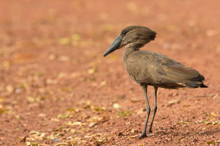 A Hamerkop (Scopus umbretta) standing on a clay roadの写真素材
