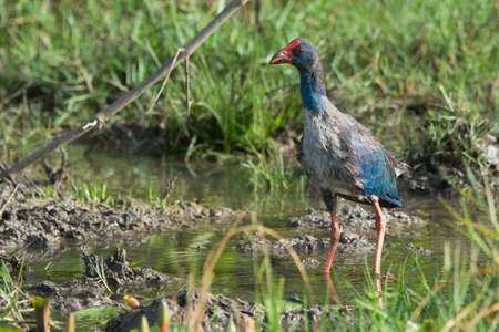 A young Purple Swamphen  Porphyrio porphyrio  standing in a marsh