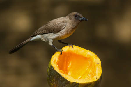 A Common Bulbul  Pycnonotus barbatus  perched on a papayaの写真素材