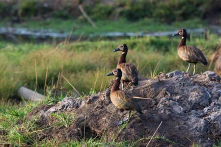 3 White-faced Whistling Ducks  Dendrocygna viduata  at sunsetの写真素材