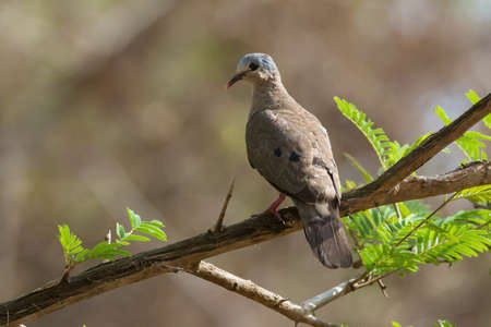 Blue-spotted Wood Dove  Turtur afer  perched on a branchの写真素材