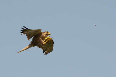 A Lanner Falcon  Falco biarmicus  hunting termites in flightの写真素材