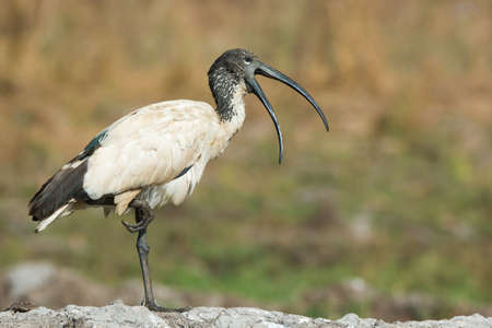 A Sacred Ibis  Threskiornis aethiopicus  with mouth open standing on one legの写真素材