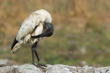 A Sacred Ibis  Threskiornis aethiopicus  preening down lowの写真素材