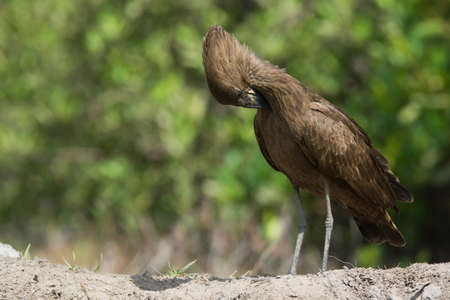 A Hamerkop  Scopus umbretta  preening his neckの写真素材