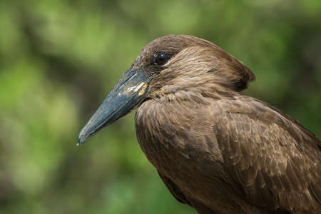 A portrait of a Hamerkop  Scopus umbretta の写真素材