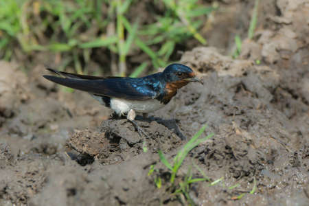 Red-Chested Swallow  Hirundo Lucida  gathering mud for a nest