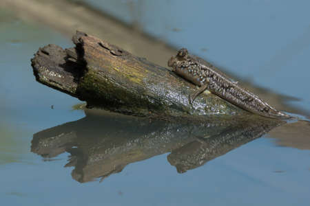 A mudskipper sunbathing on an exposed logの写真素材