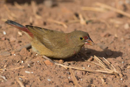 Female Red-billed Firefinch (Lagonosticta senegala) foraging in the dirtの写真素材