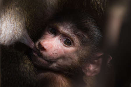 A baby Western Baboon (Papio papio) looking around while breastfeedingの写真素材