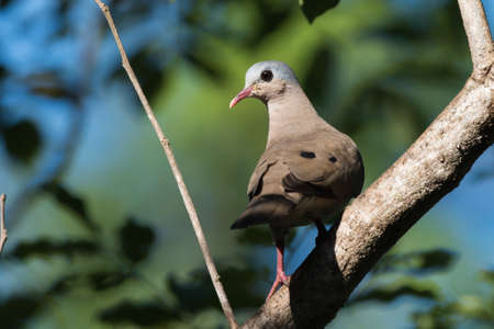 A Blue-spotted wood dove (Turtur afer) looking over its shoulderの写真素材