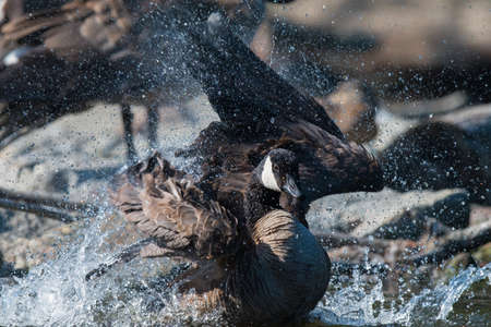 A Canada Goose (Branta canadensis) splashing while bathingの写真素材
