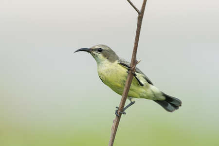 A female Beautiful Sunbird (Nectarinia pulchella) perched on a branchの写真素材