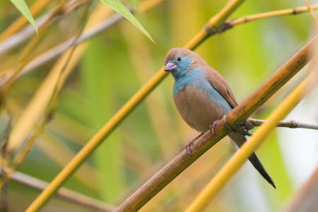 A female Red-Cheeked Cordon Bleu (Uraeginthus bengalus) perched in bambooの写真素材