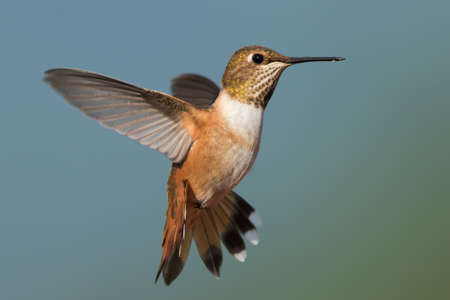A female Rufous Hummingbird (Selasphorus rufus) hovering in flightの写真素材