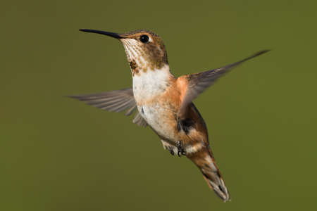 A female Rufous Hummingbird (Selasphorus rufus) hovering in flightの写真素材