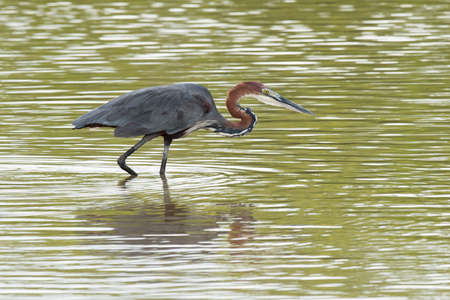 A Goliath Heron (Ardea goliath) wading in shallow waterの写真素材