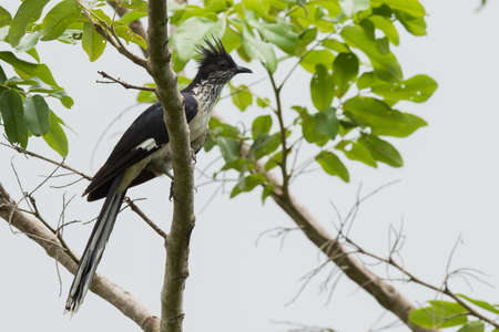 A Levaillant Cuckooの写真素材