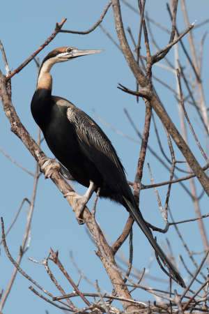 An African Darter (Anhinga rufa) perched on a mangrove branch