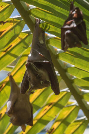 Gambian Epauletted Fruit Bat (Epomophorus gambianus) with Peter