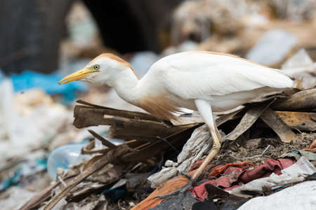 A Cattle Egret (Bubulcus ibis) on a pile of garbage holding a maggotの写真素材