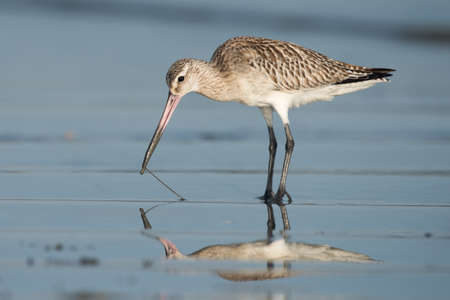 Bar-tailed Godwit (Limosa lapponica) pulling a worm out of wet sandの写真素材