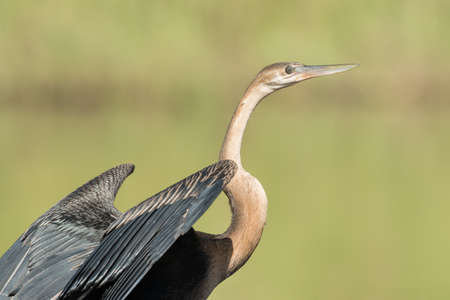 African Darter (Anhinga rufa) portrait drying wings in the sunの写真素材