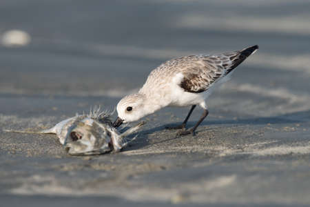 Sanderling (Caladris alba) feeding on a dead fish on the beachの写真素材