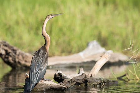African Darter (Anhinga rufa) standing on a log in a streamの写真素材