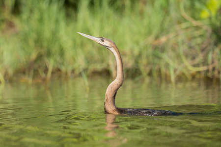 African Darter (Anhinga rufa) swimming in a streamの写真素材