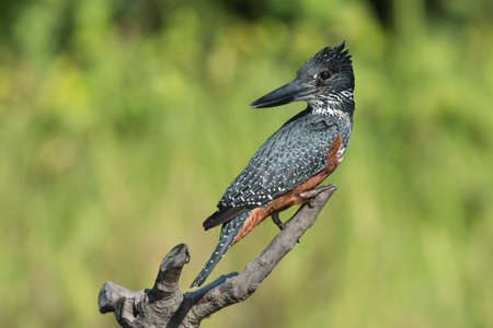 Giant Kingfisher (Megaceryle maxima) female looking back over her shoulderの写真素材